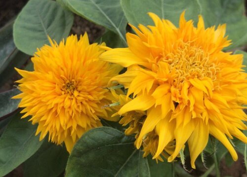 向日葵种植多久开花