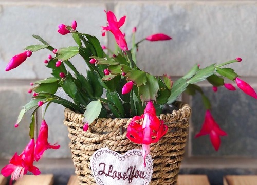 用什么养护蟹爪兰生长健壮