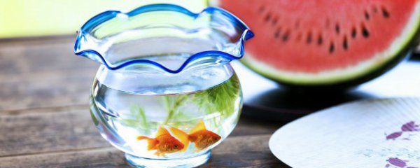 鱼缸放什么物件聚财