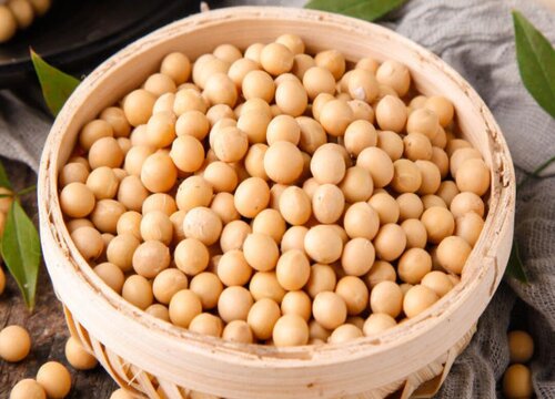 熟黄豆可以做肥料吗