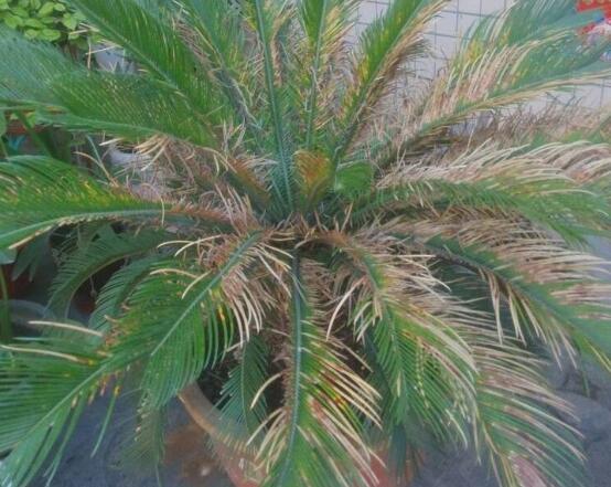 导致铁树叶子发黄的原因怎么补救