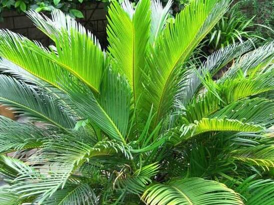 导致铁树叶子发黄的原因怎么补救