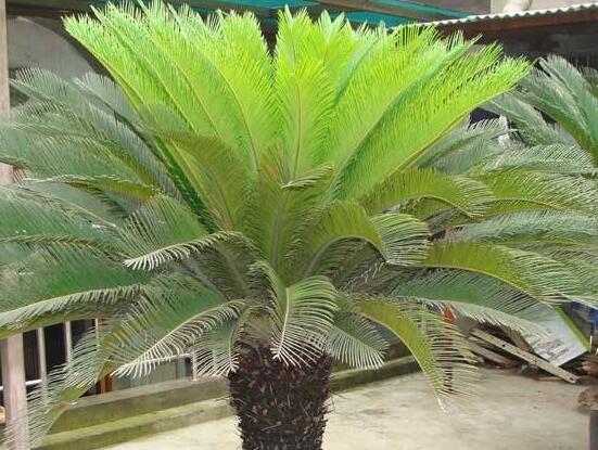 导致铁树叶子发黄的原因怎么补救