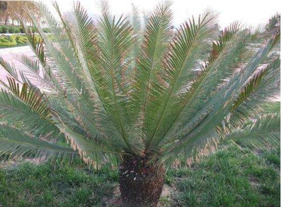 导致铁树叶子发黄的原因怎么补救