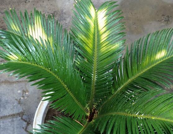 导致铁树叶子发黄的原因怎么补救