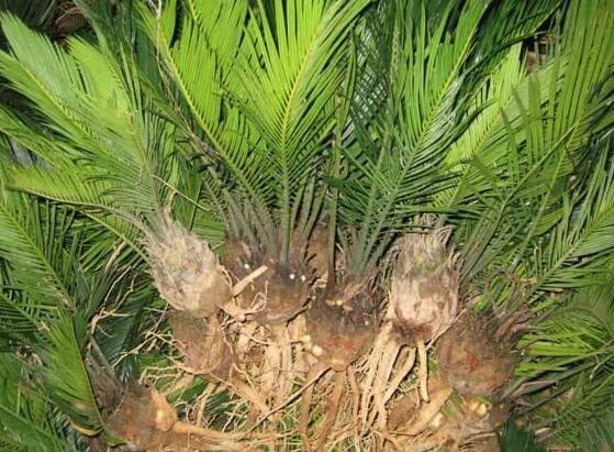 导致铁树叶子发黄的原因怎么补救