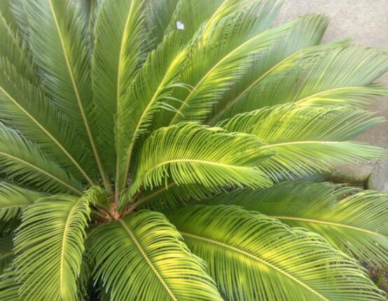 导致铁树叶子发黄的原因怎么补救