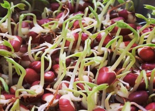 农村的饭豆又叫什么豆