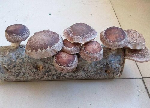 蘑菇棒可以做肥料吗