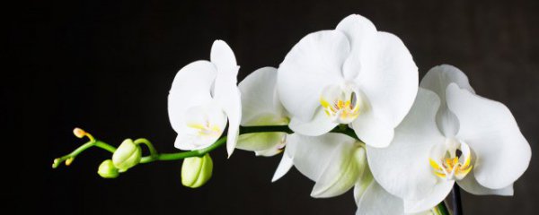 冬天室内怎么养好兰花呢