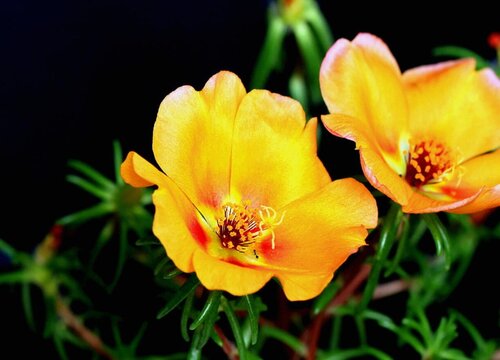 午时花什么时候开花