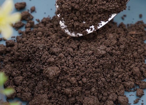 蚯蚓粪栽种铜钱草效果如何