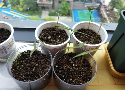 蚯蚓粪栽种铜钱草效果如何