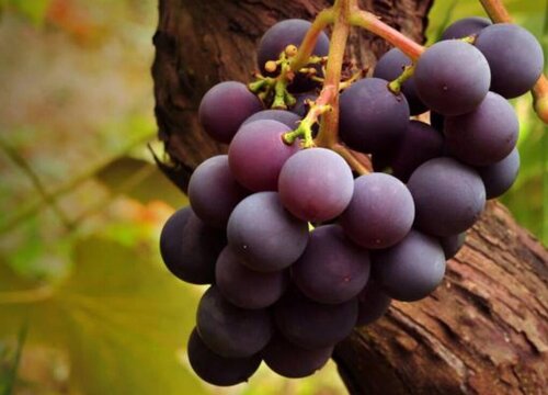 无籽葡萄有哪些品种