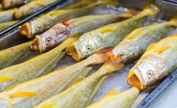 营养价值高的深海鱼有哪些