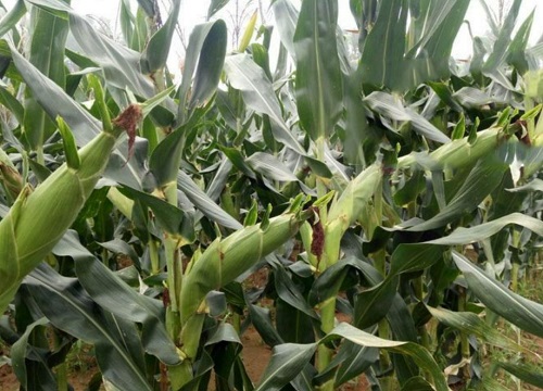 玉米对肥料的需求含量是多少