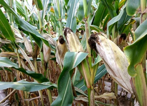 玉米对肥料的需求含量是多少