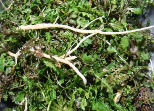 荠菜是什么植物类别