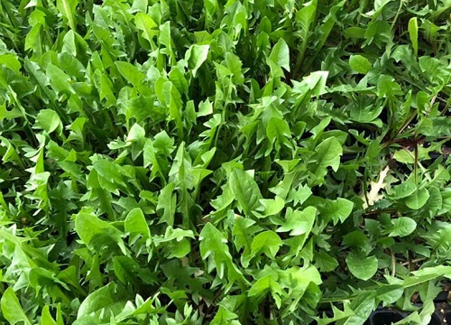 荠菜是什么植物类别