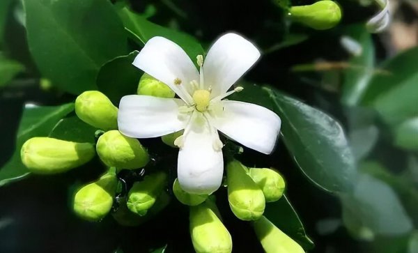 九里香喜阴还是喜阳植物