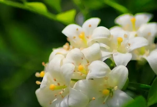 九里香喜阴还是喜阳植物