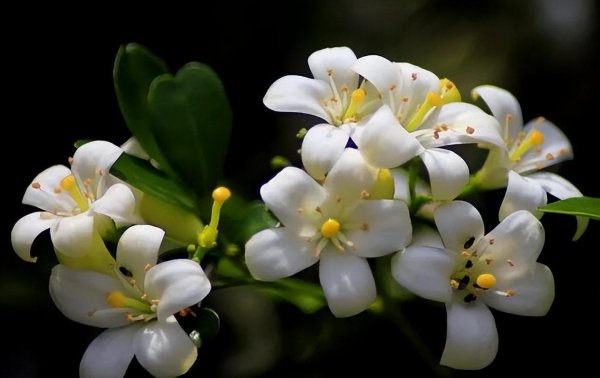 九里香喜阴还是喜阳植物