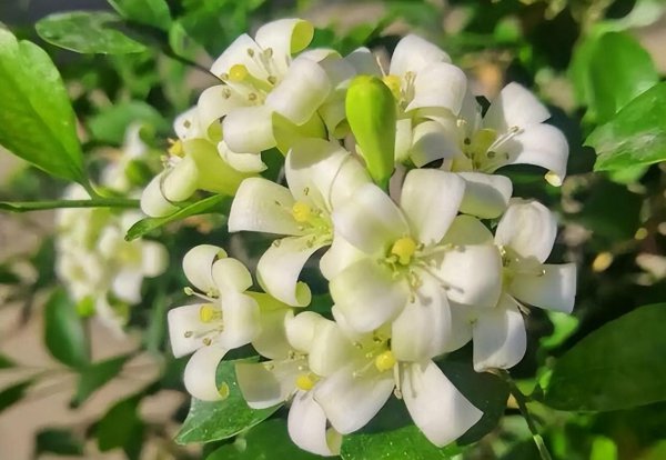 九里香喜阴还是喜阳植物