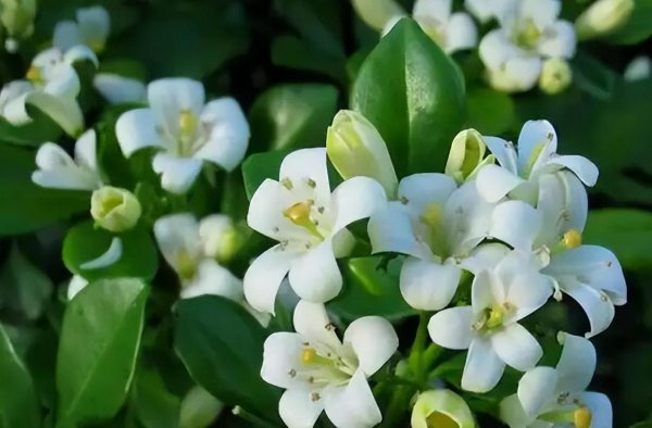 九里香喜阴还是喜阳植物