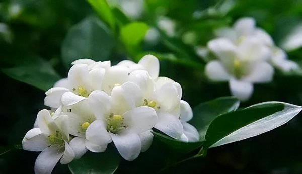 九里香喜阴还是喜阳植物