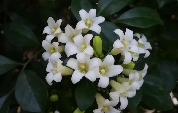 九里香喜阴还是喜阳植物