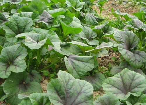 苋菜根的功效与作用及食用方法