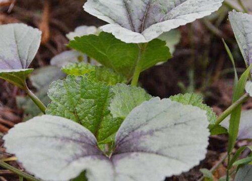 苋菜根的功效与作用及食用方法