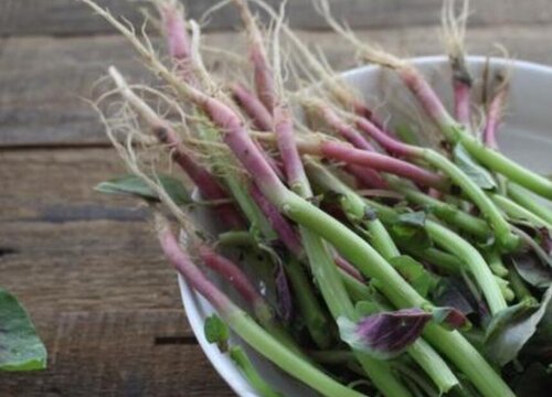 苋菜根的功效与作用及食用方法