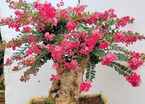 日本姬紫薇耐寒吗