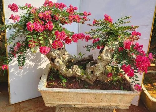 日本姬紫薇耐寒吗