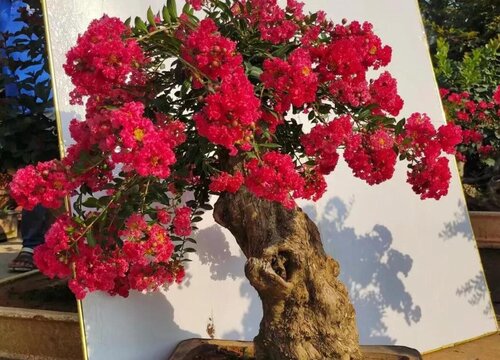 日本姬紫薇耐寒吗