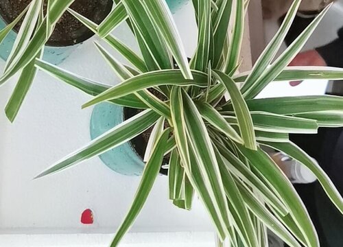 吊兰怎样养护爆盆