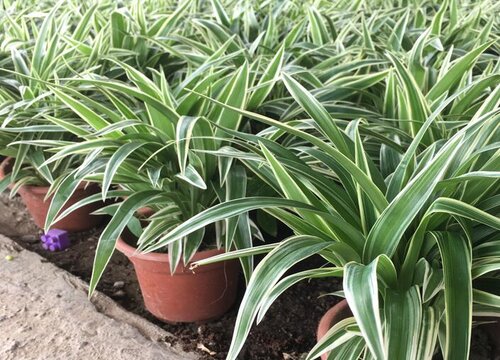 吊兰怎样养护爆盆