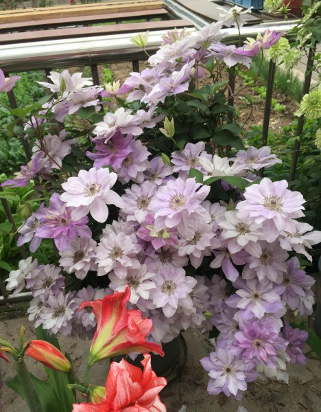 倒影铁线莲优缺点介绍