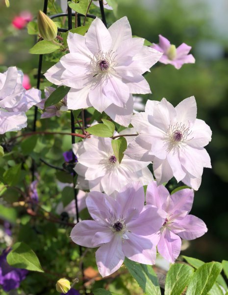 倒影铁线莲优缺点介绍