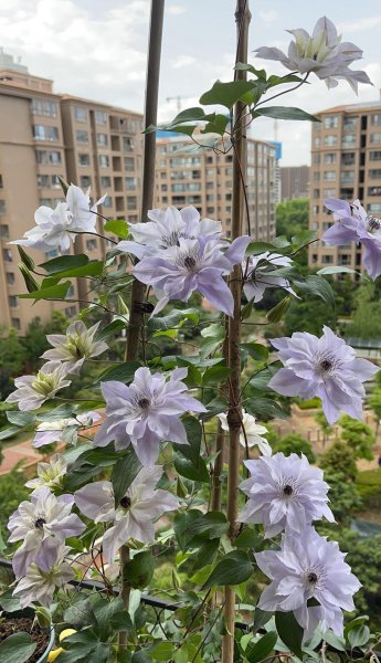 倒影铁线莲优缺点介绍