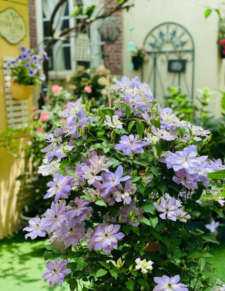 倒影铁线莲优缺点介绍