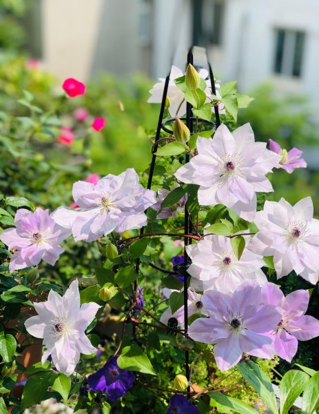 倒影铁线莲优缺点介绍