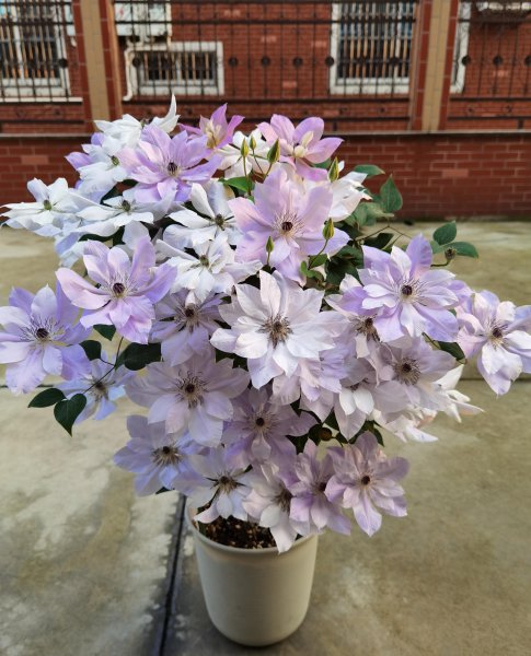 倒影铁线莲优缺点介绍