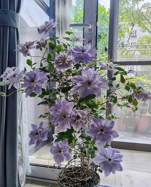 倒影铁线莲优缺点介绍