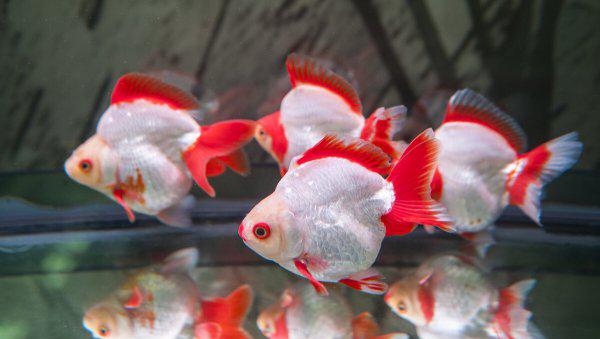 金鱼水多久换一次养活