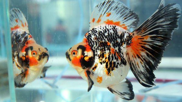 金鱼水多久换一次养活