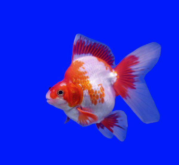 金鱼水多久换一次养活