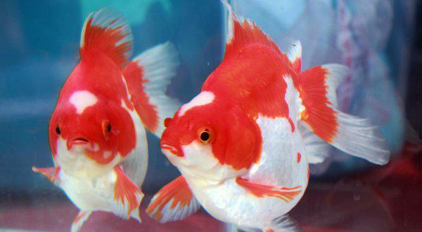 金鱼水多久换一次养活