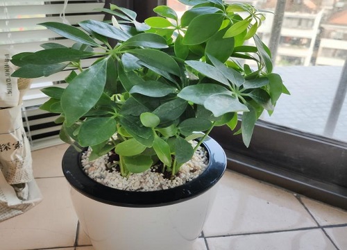 鸭掌木如何养护生长旺盛